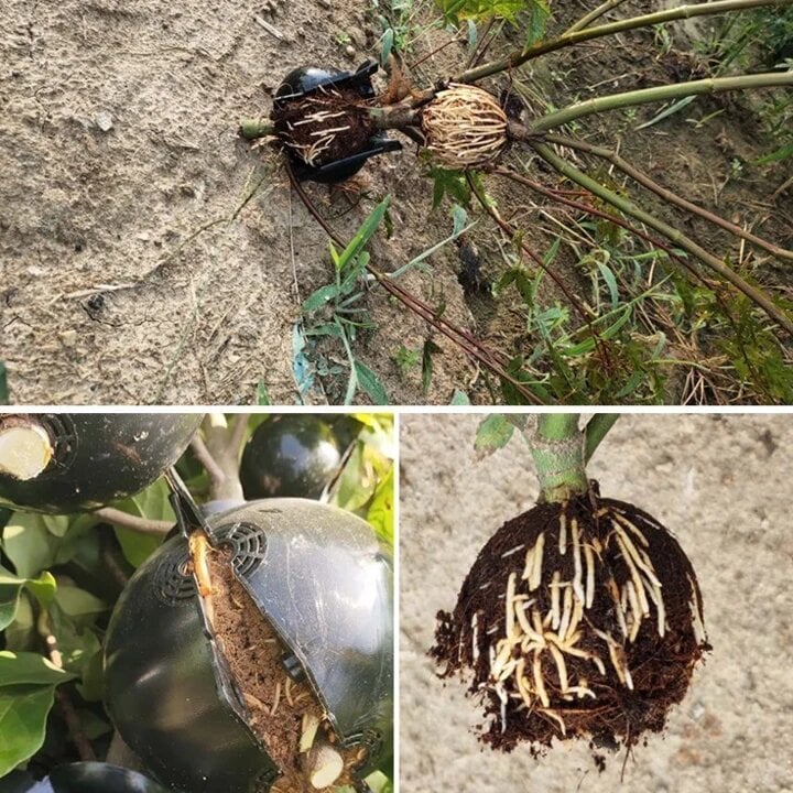 Plant Root Growing Box