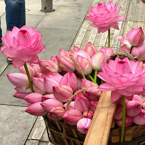 Lotus Flower Seeds