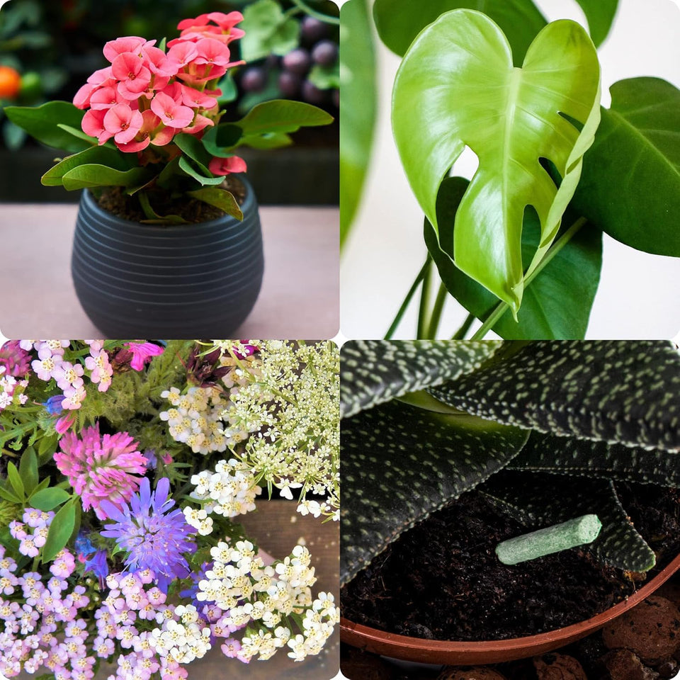 Plant Growth Food Sticks